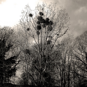 Arbre et buis parasite en noir et blanc - Belgique  - collection de photos clin d'oeil, catégorie plantes